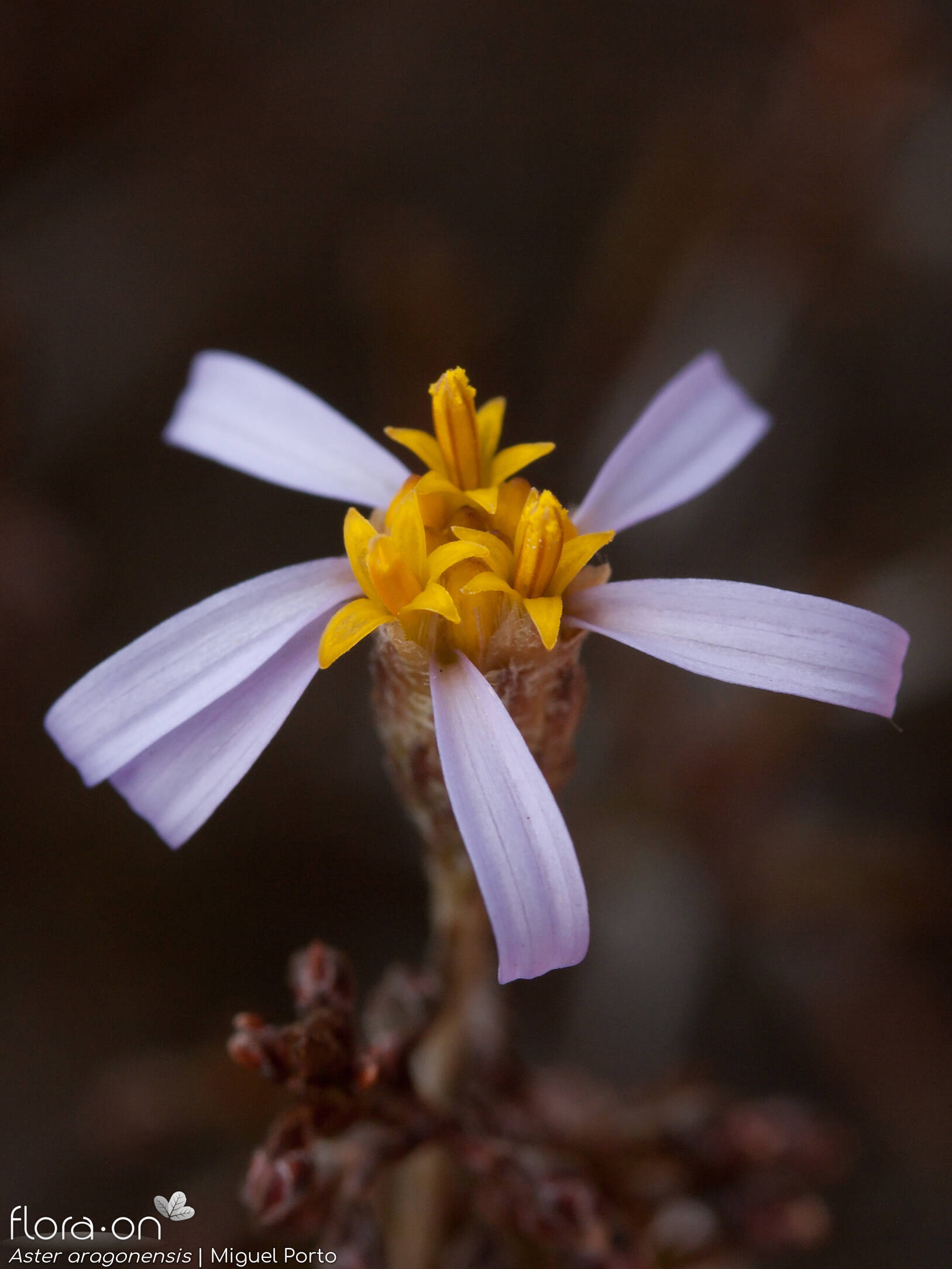 Aster aragonensis MPorto